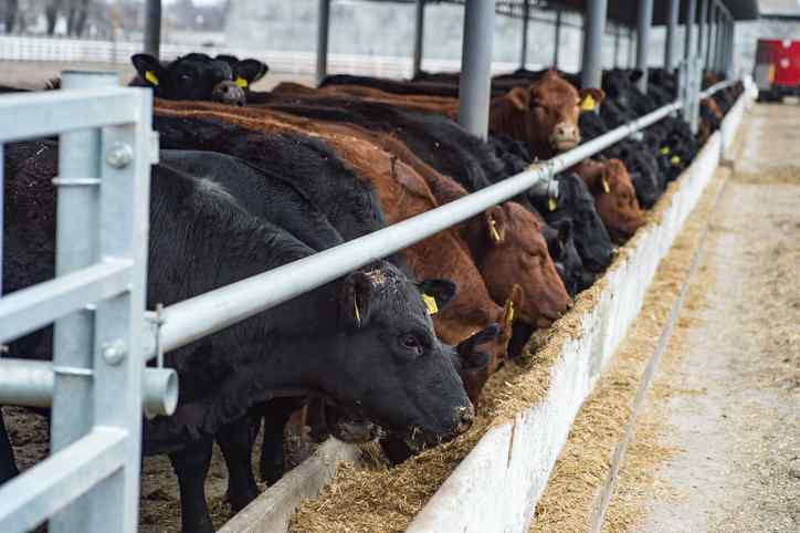 Cows eating from trough